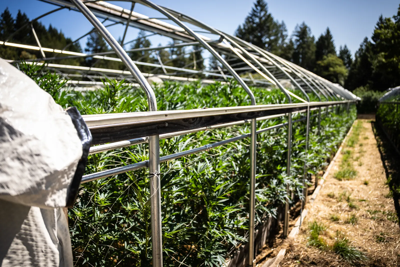 Rows of cannabis plants growing inside an open hoop house on an Emerald Triangle farm